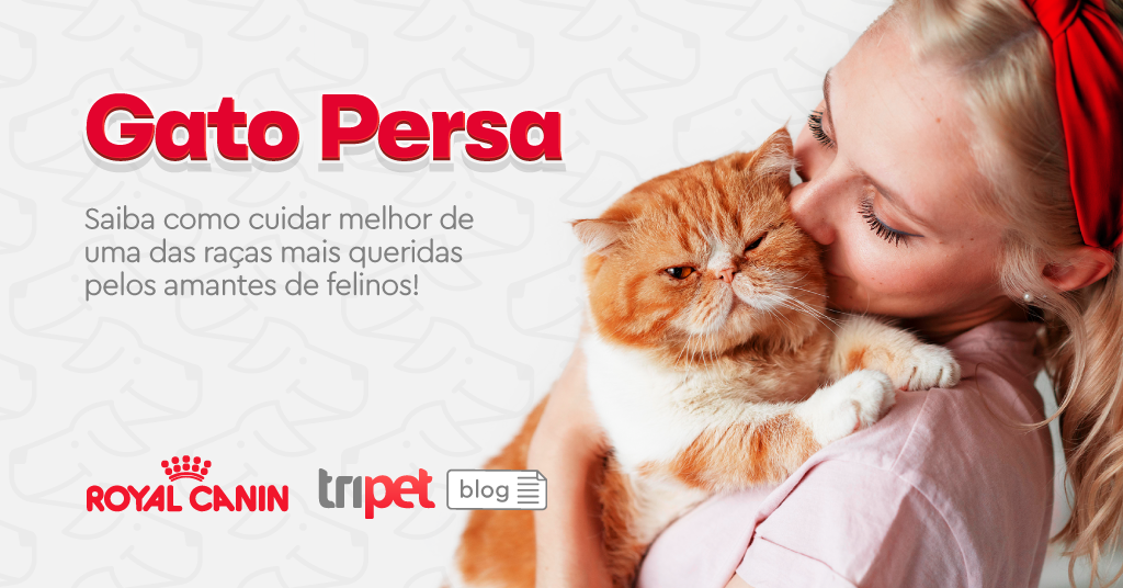 Como cuidar de gatinhos, Blog