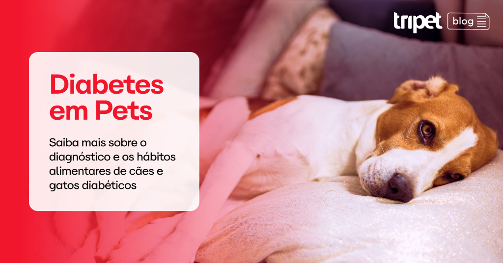 diabete em pets