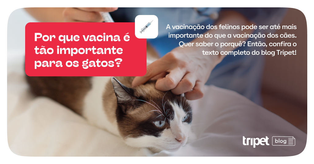 vacina para gatos
